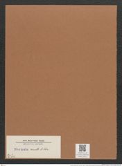 Navicula moesta A.Schm. (de-Toni-Nr.: Genus 1, Species 282) Zeichnungen Sammlung Grunow Mappe 00221 (Herbarium_W_Grunow_drawings_Folder_00221)